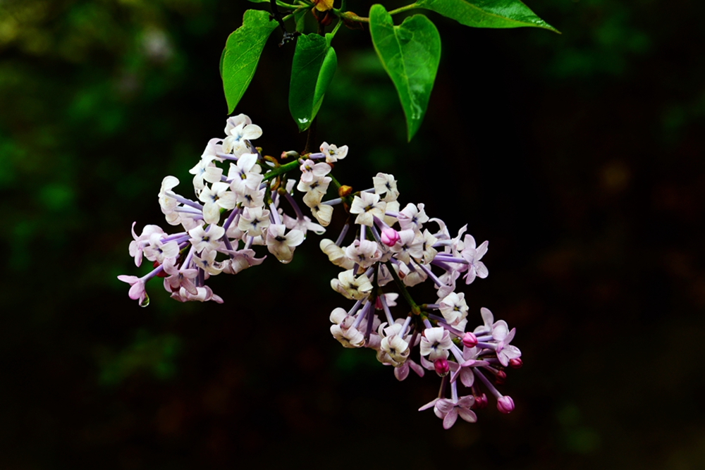 DSC_3307.jpg