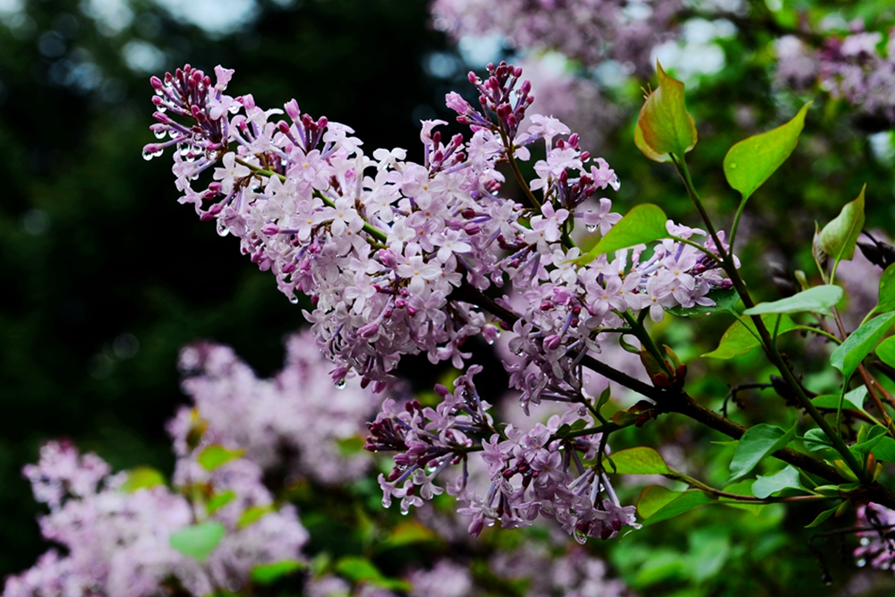 DSC_3314.jpg