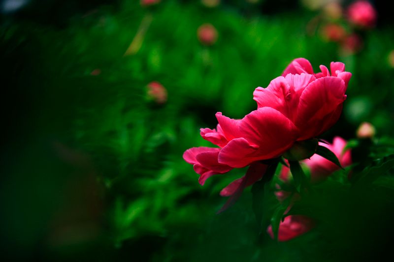 _MG_5835.jpg