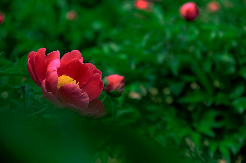 _MG_5911.jpg