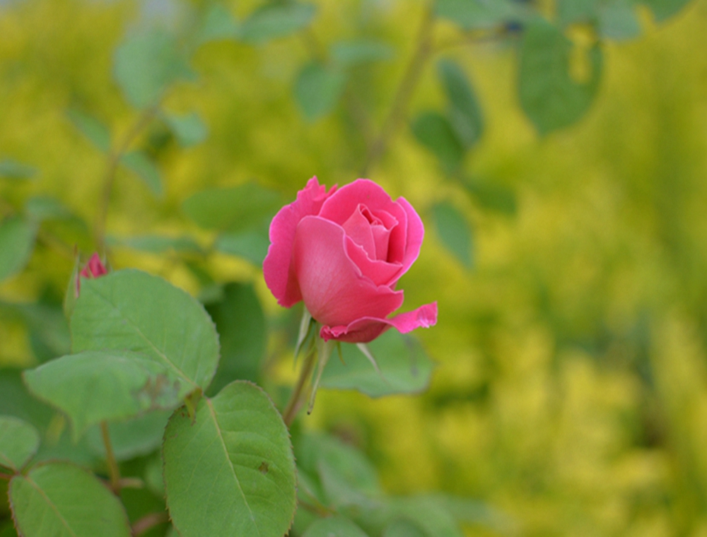 DSC_0359.JPG