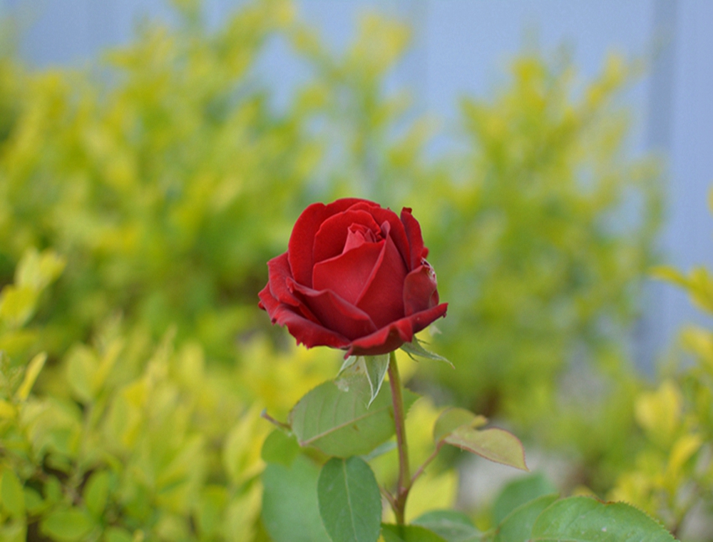 DSC_0360.JPG