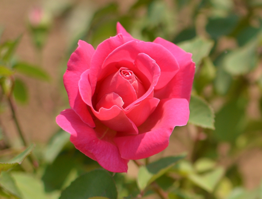 DSC_0350.JPG