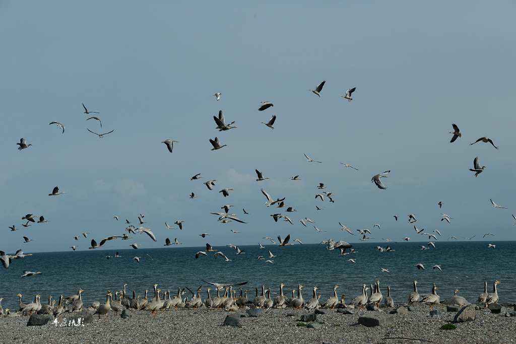 DSC_7093_副本.jpg