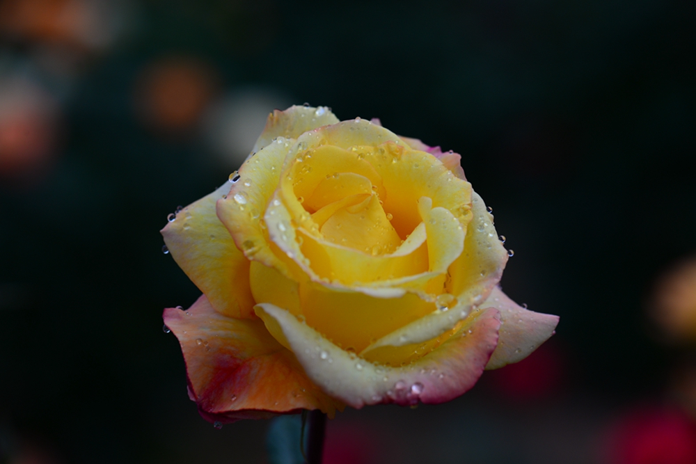 DSC_5104.jpg