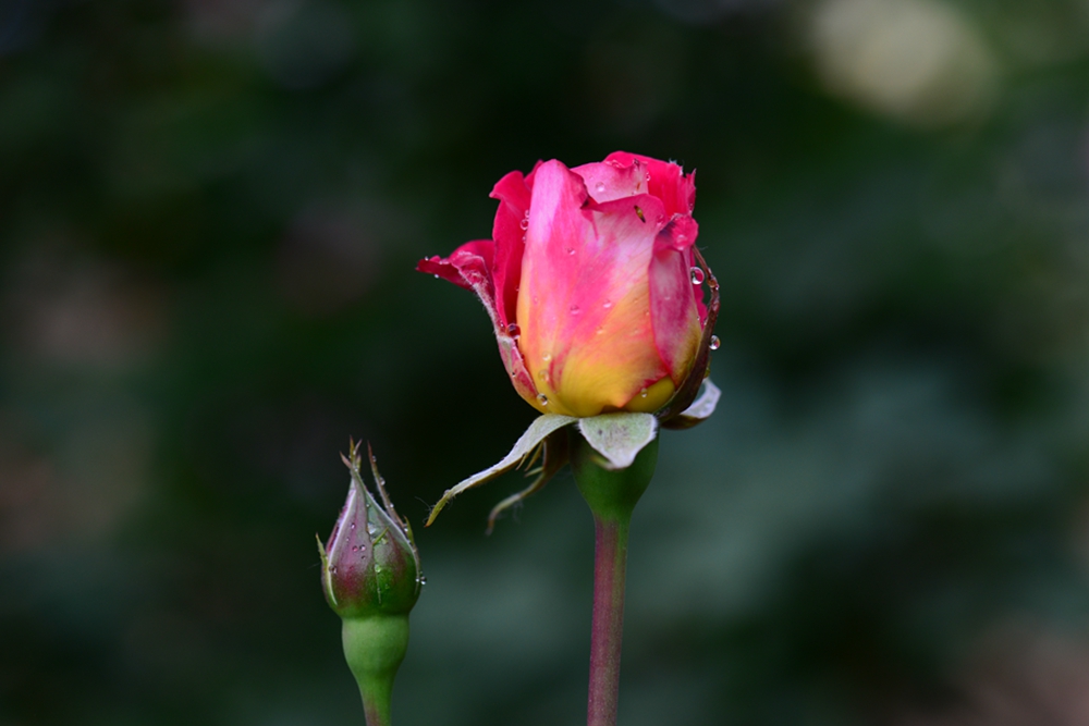 DSC_5124.jpg
