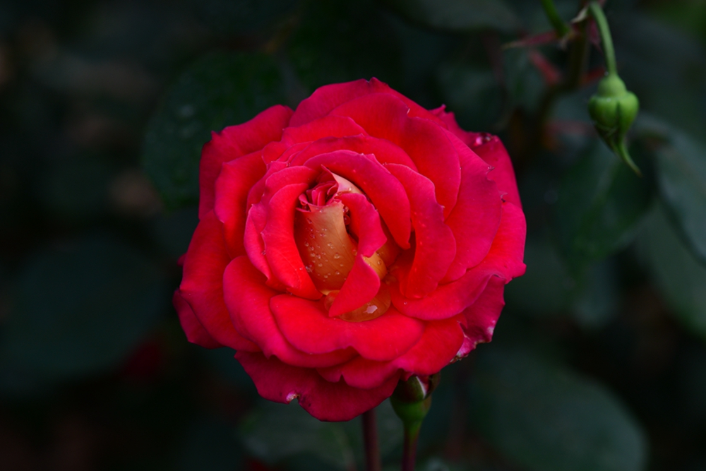 DSC_5125.jpg