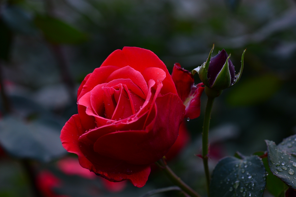 DSC_5129.jpg