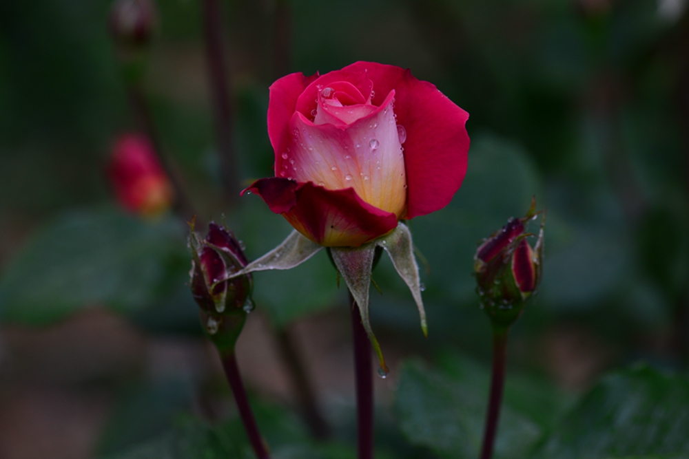 DSC_5134.jpg