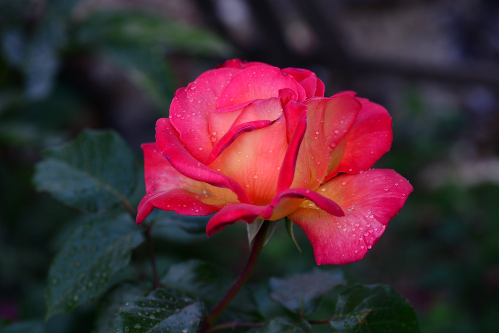 DSC_5143.jpg