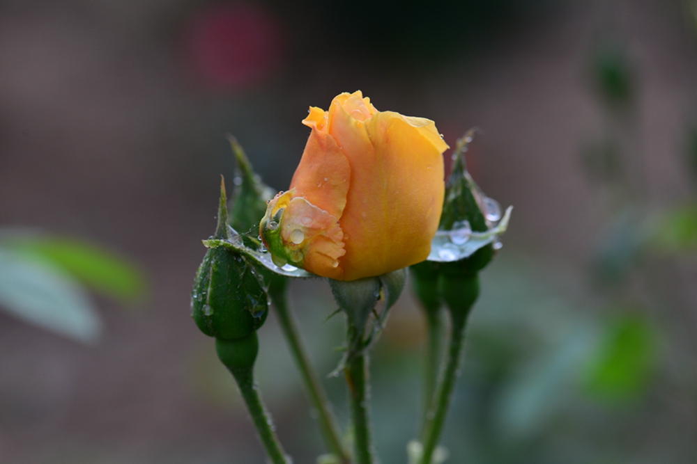 DSC_5147.jpg