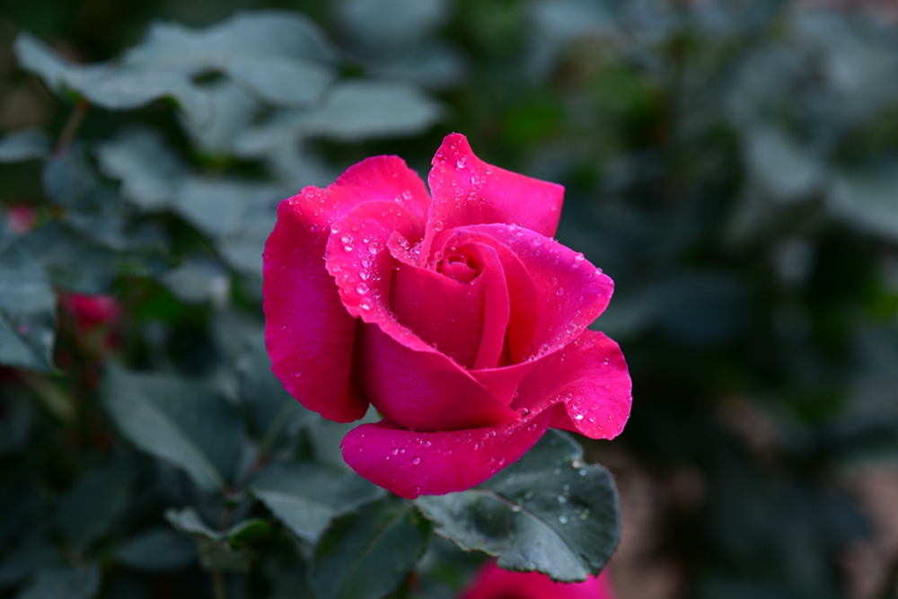 DSC_5151.jpg