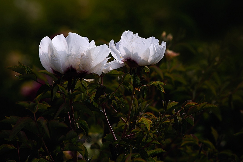 _MG_7876-00.jpg
