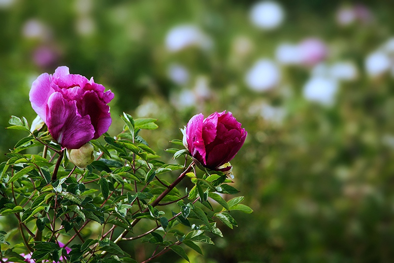 _MG_7878-00.jpg