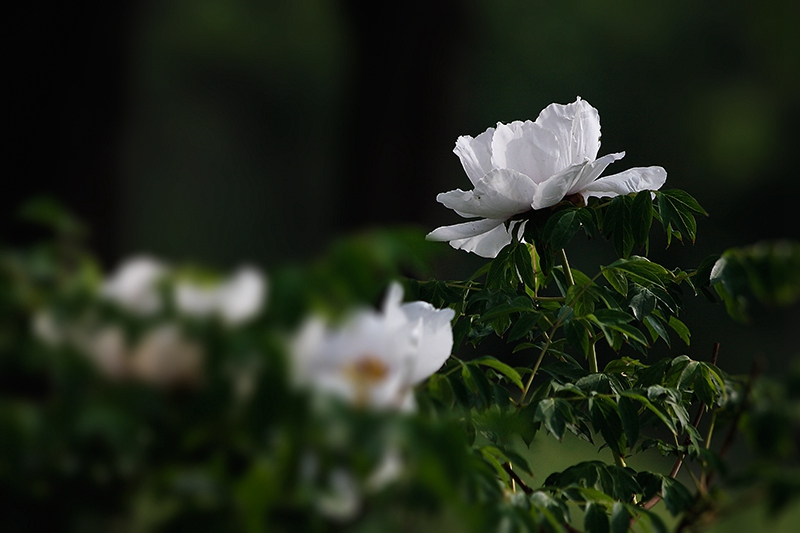 _MG_7881-0.jpg