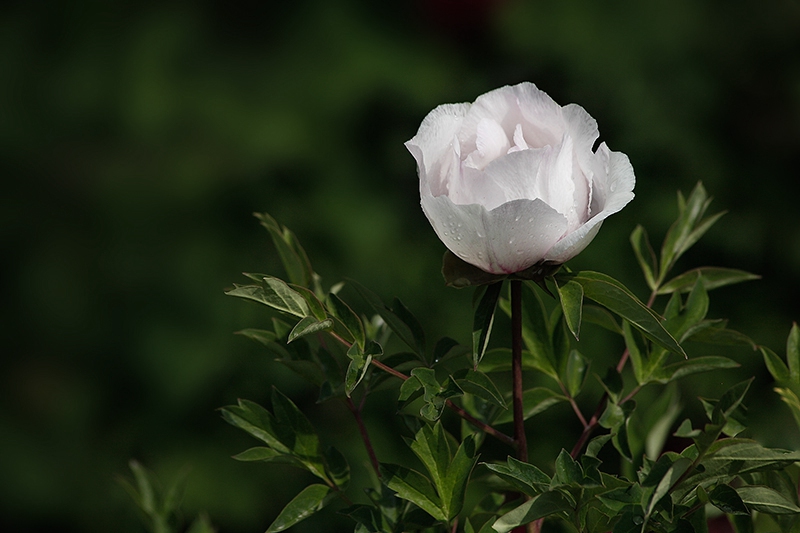 _MG_7995-0.jpg