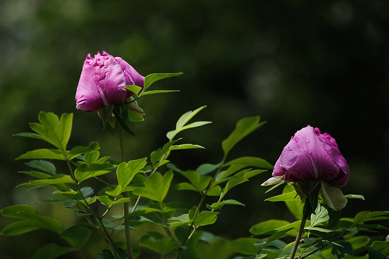 _MG_8036-0.jpg