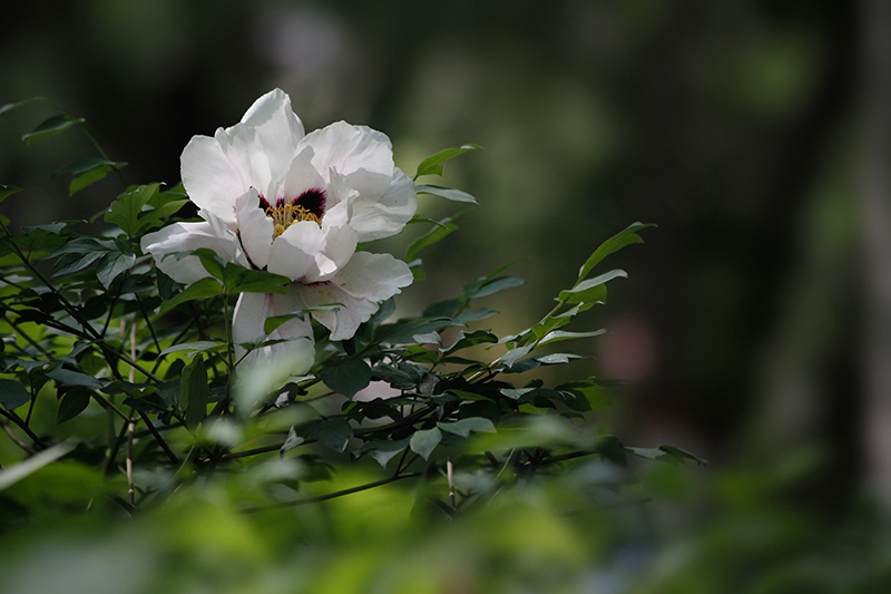 _MG_8039-0.jpg