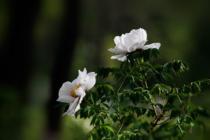 _MG_7884-0.jpg