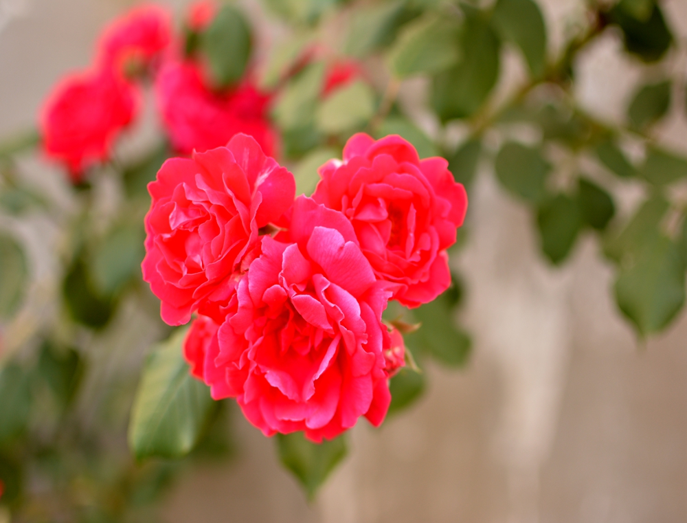 DSC_0398.JPG