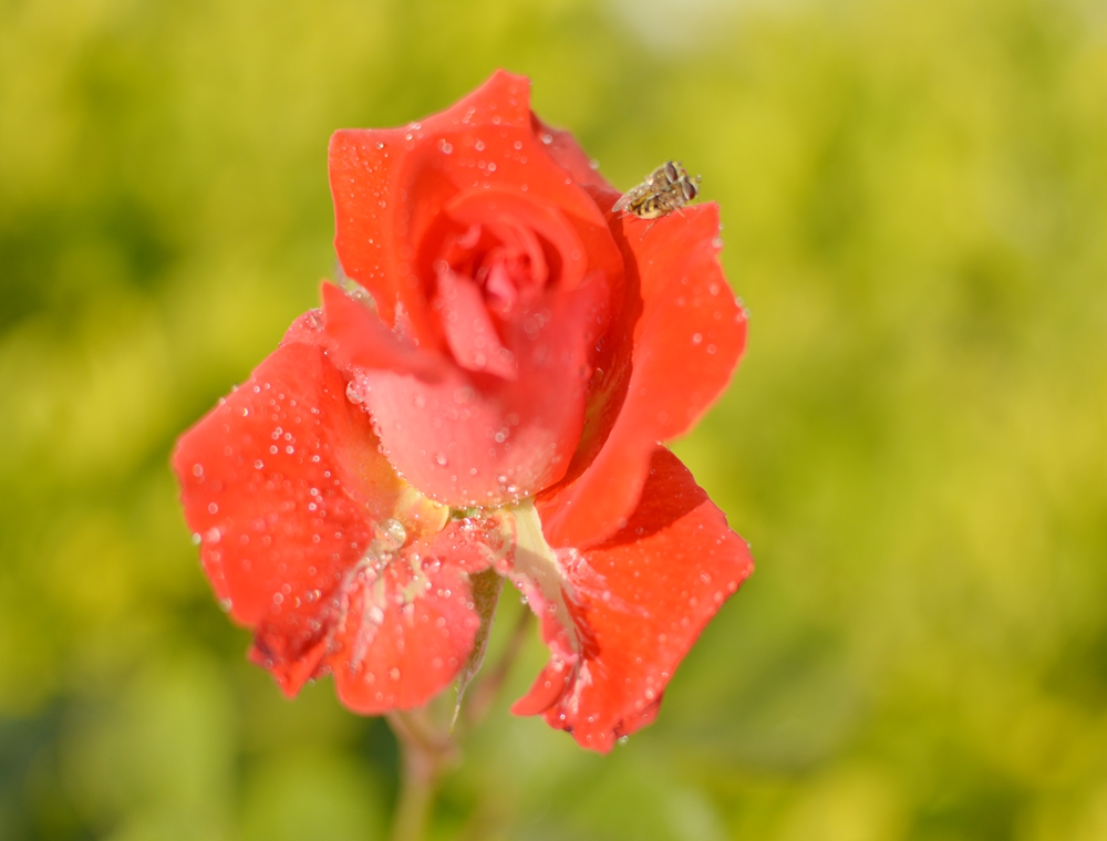 DSC_0509.JPG