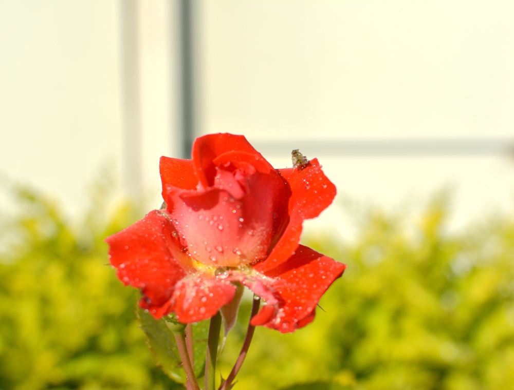 DSC_0500.JPG