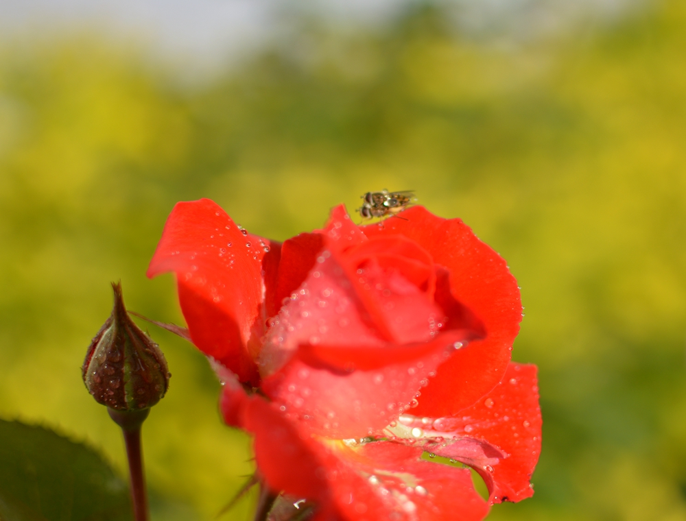 DSC_0515.JPG