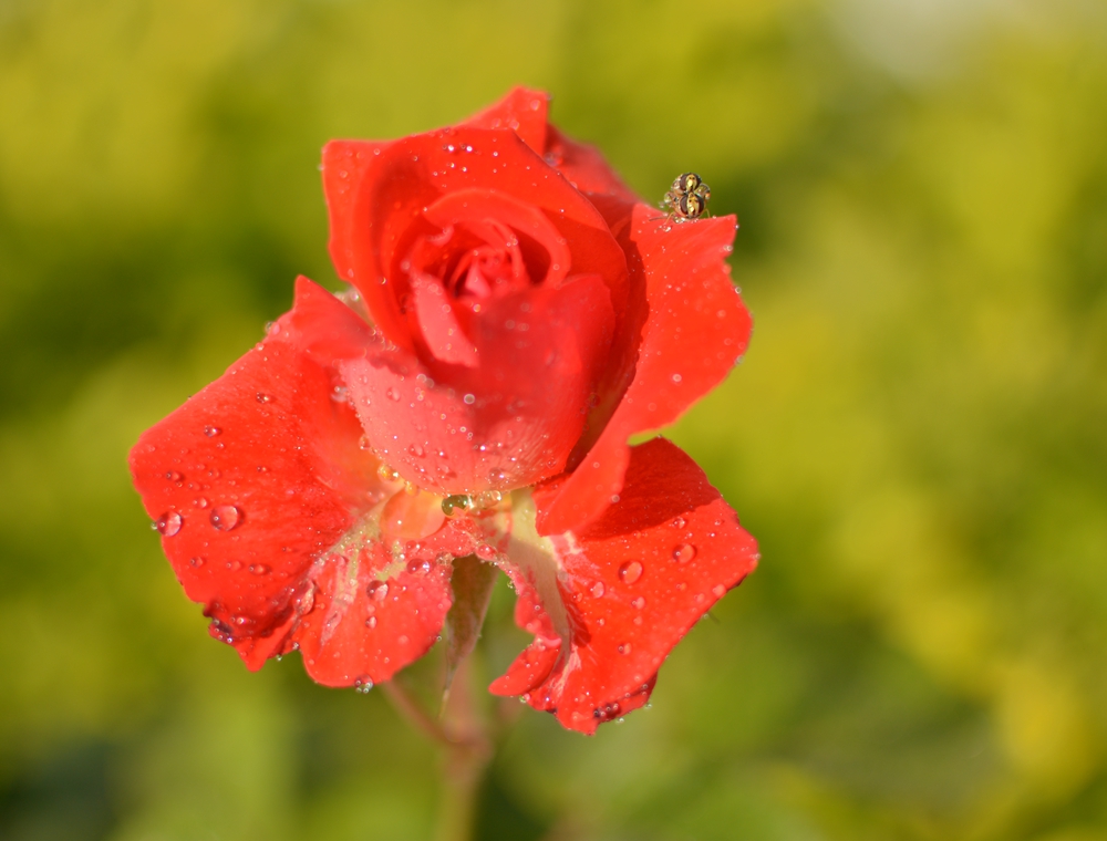 DSC_0520.JPG