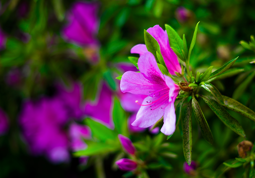 DSC_8506-.jpg