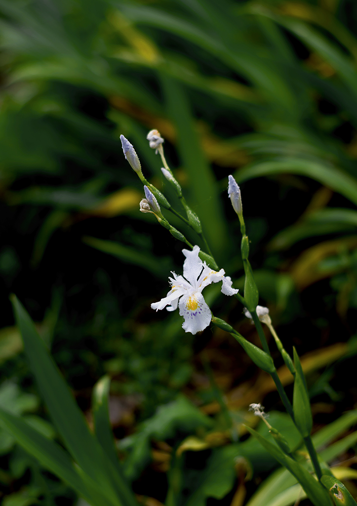 DSC_8497-.jpg