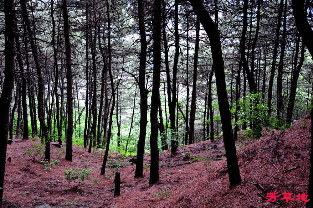 DSC_0806.jpg
