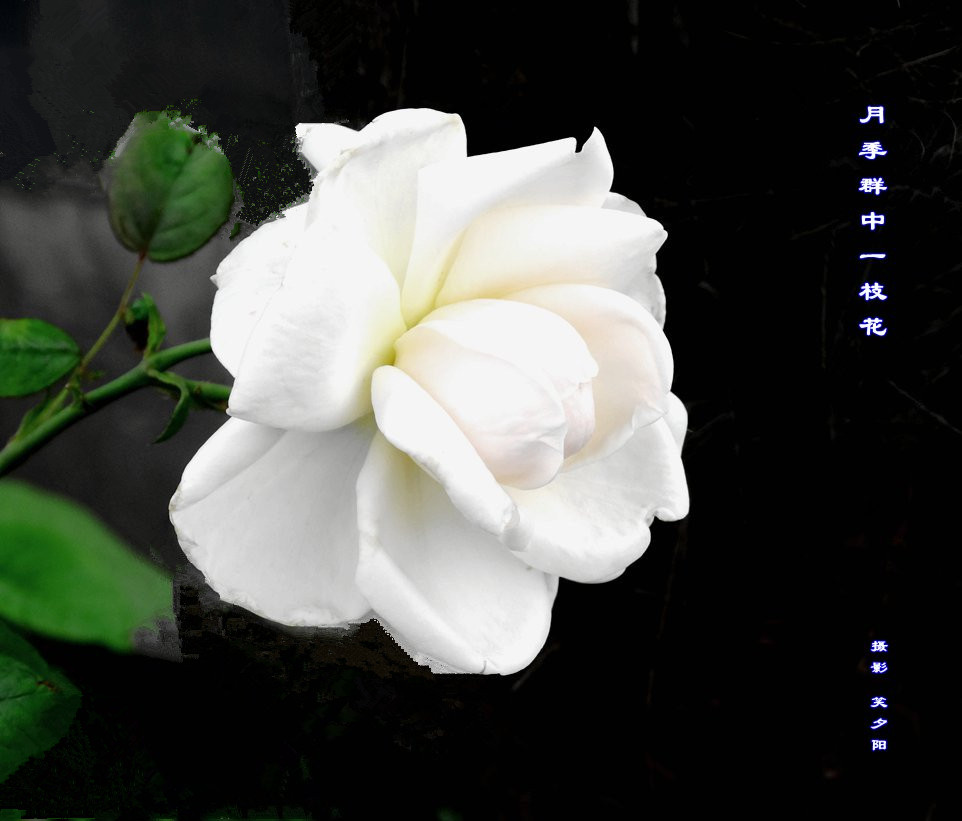 月季群中一枝花.jpg
