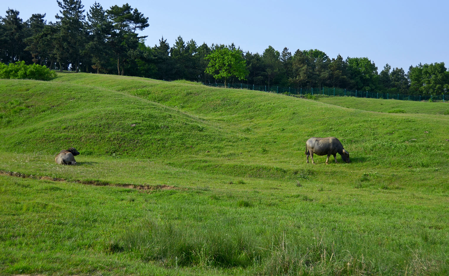 DSC_1447.jpg
