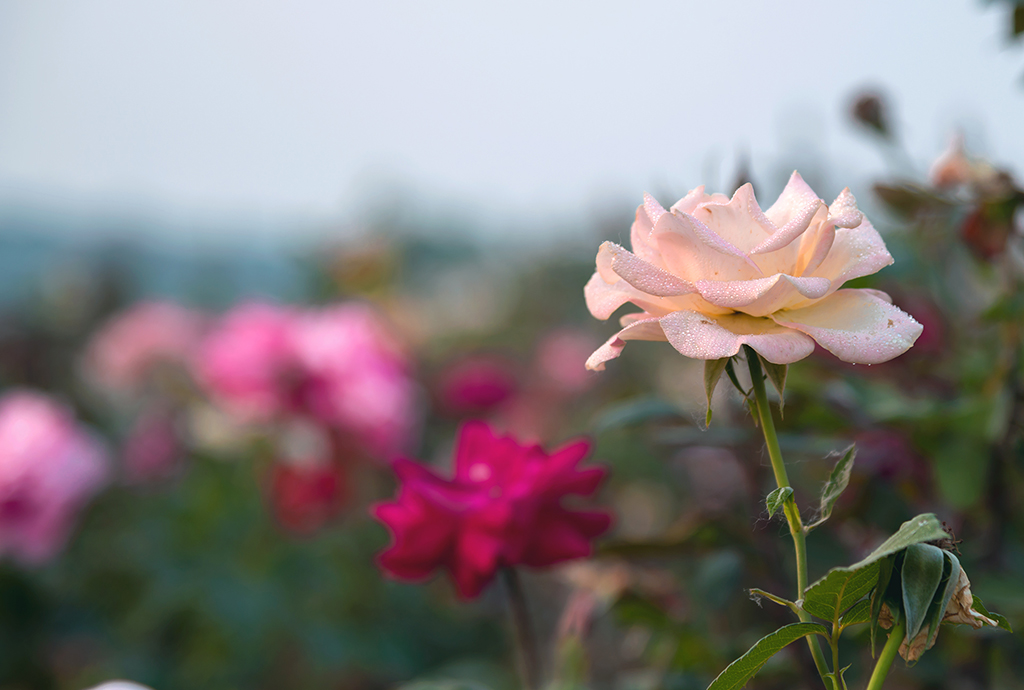 DSC_9108.jpg