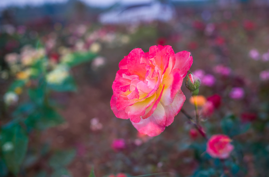 DSC_9124.jpg