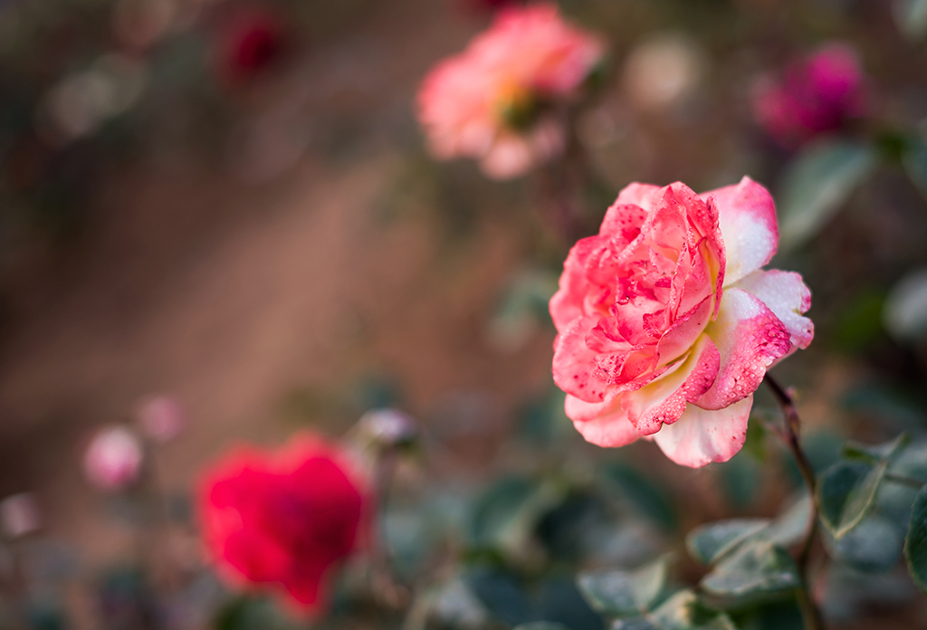 DSC_9114.jpg