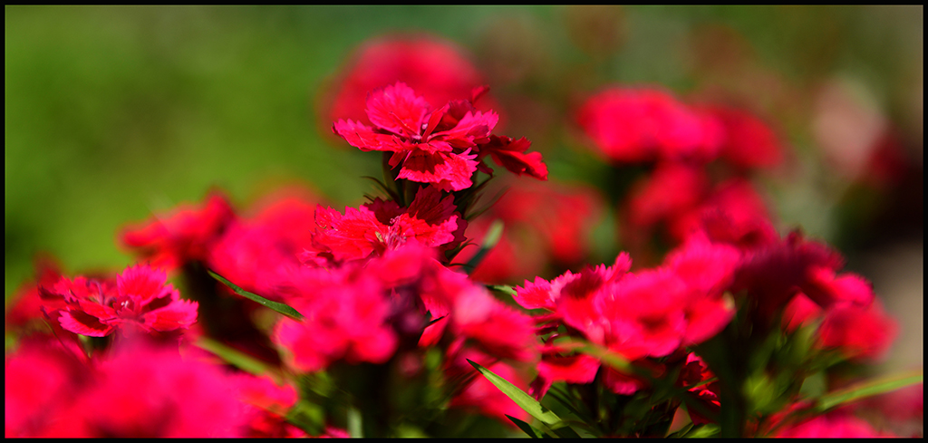 DSC_7088.JPG