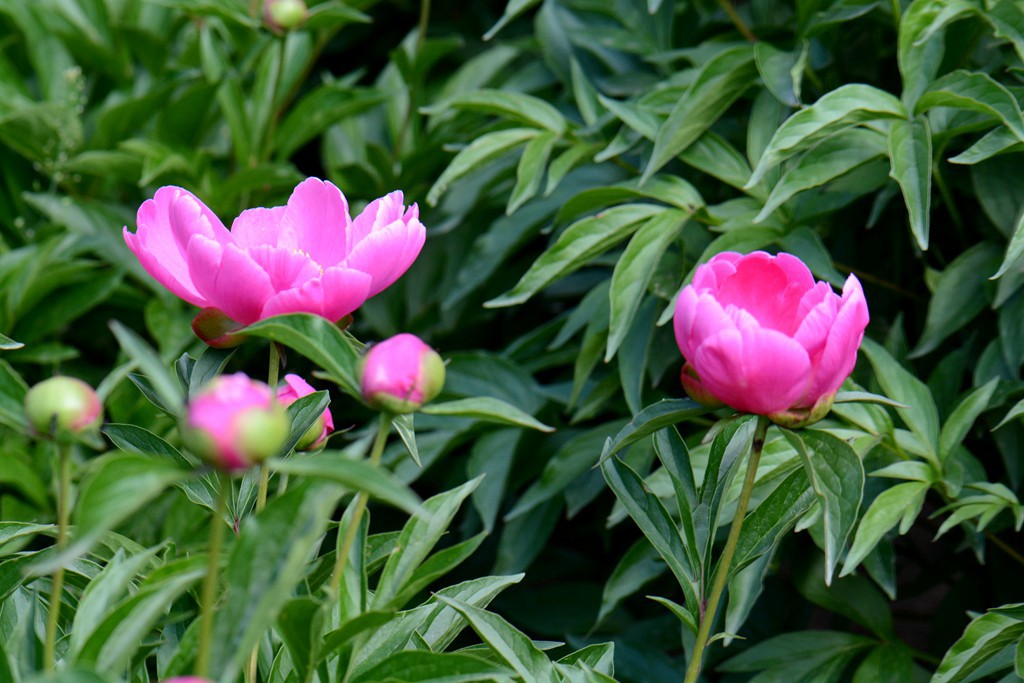 DSC_5495_副本.jpg