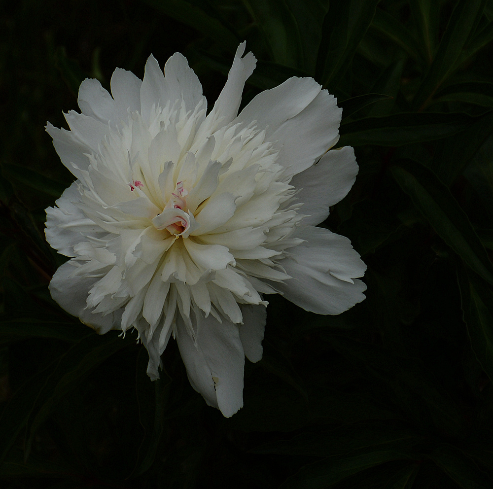 DSC_3485_副本.jpg