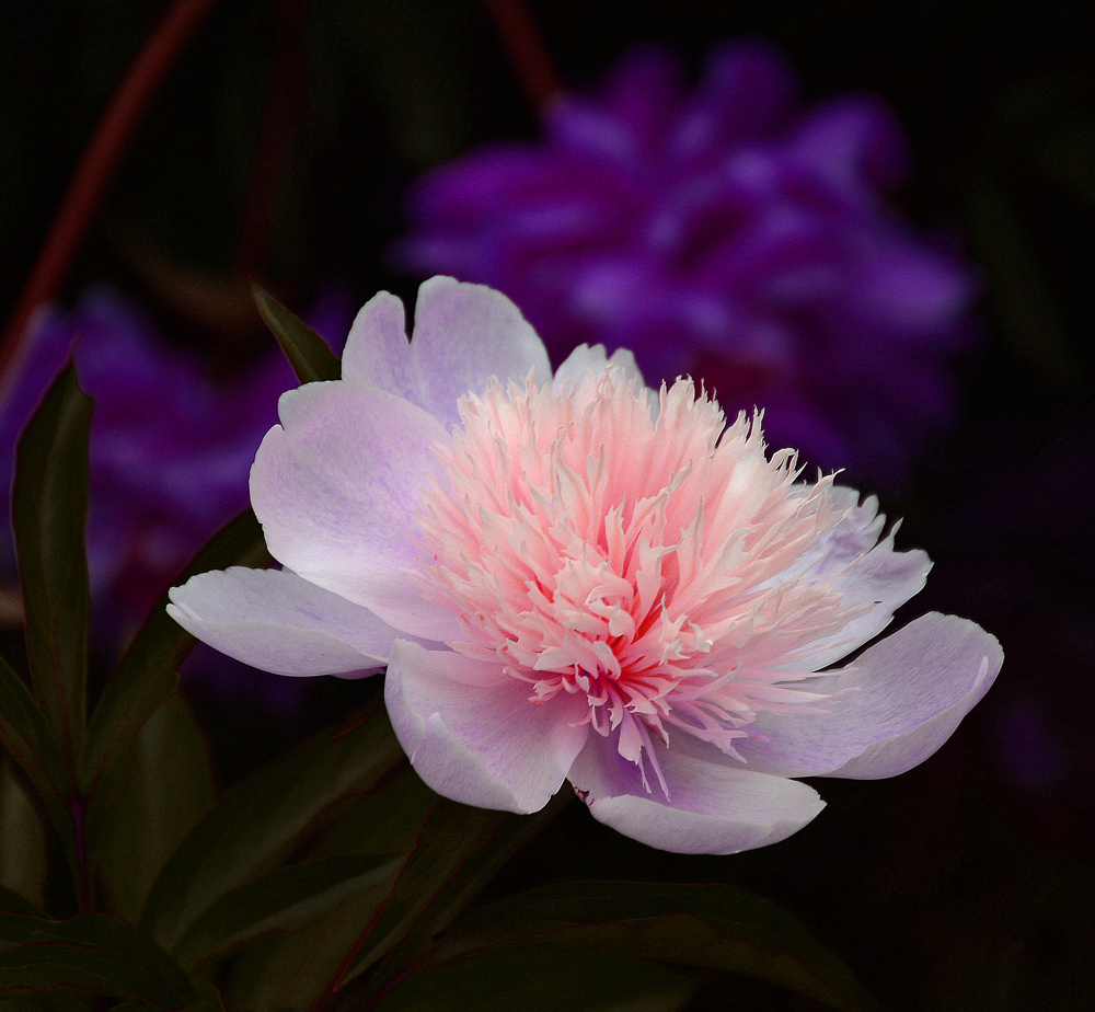 DSC_3451_副本.jpg
