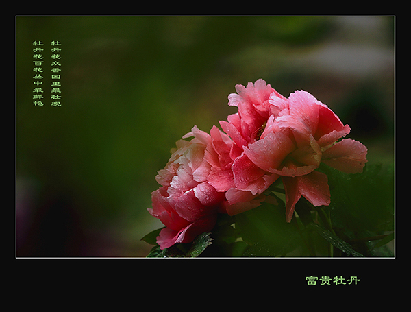 DPP_6382.JPG