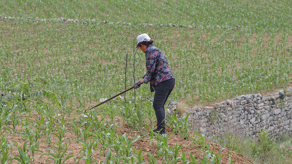 2015年6月6日昔阳长岭 a0221.jpg