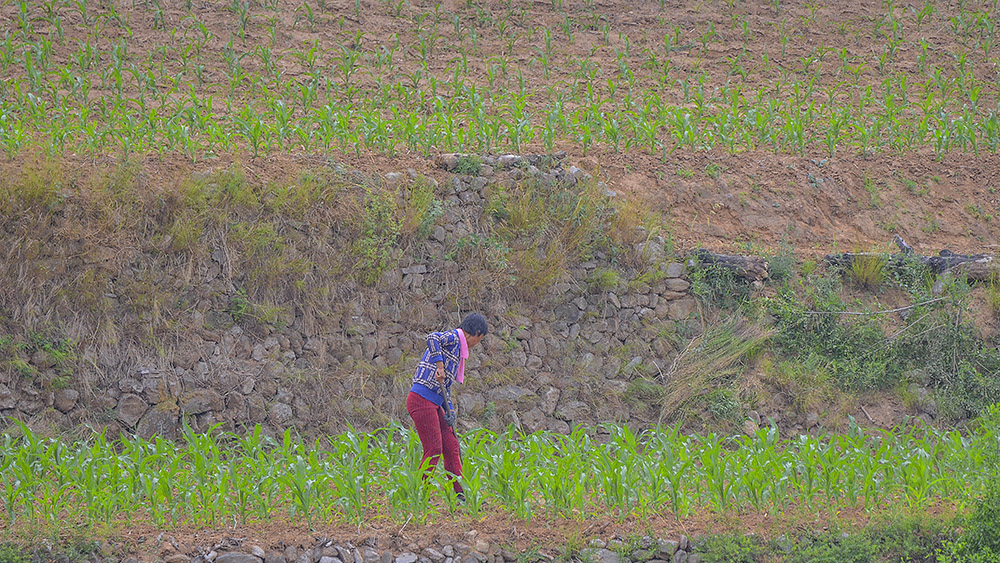 2015年6月6日昔阳长岭 a0321.jpg