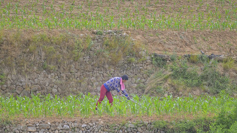 2015年6月6日昔阳长岭 a0301.jpg