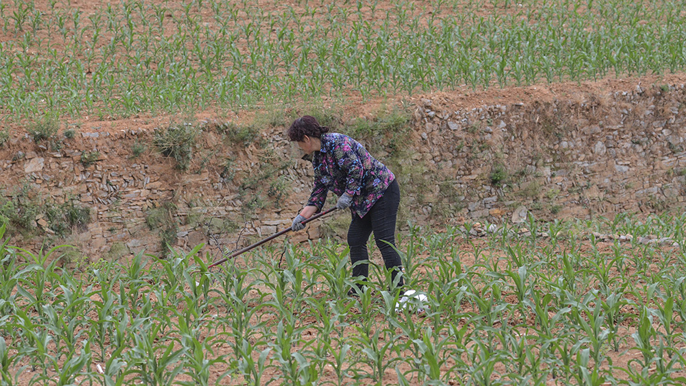 2015年6月6日昔阳长岭 a0461.jpg