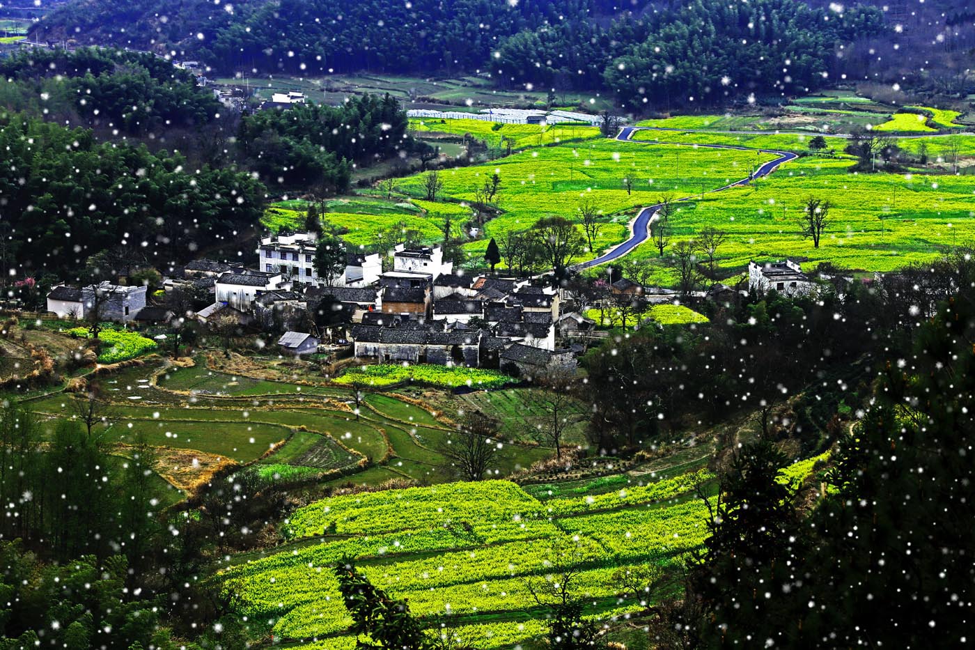 三月雪.jpg