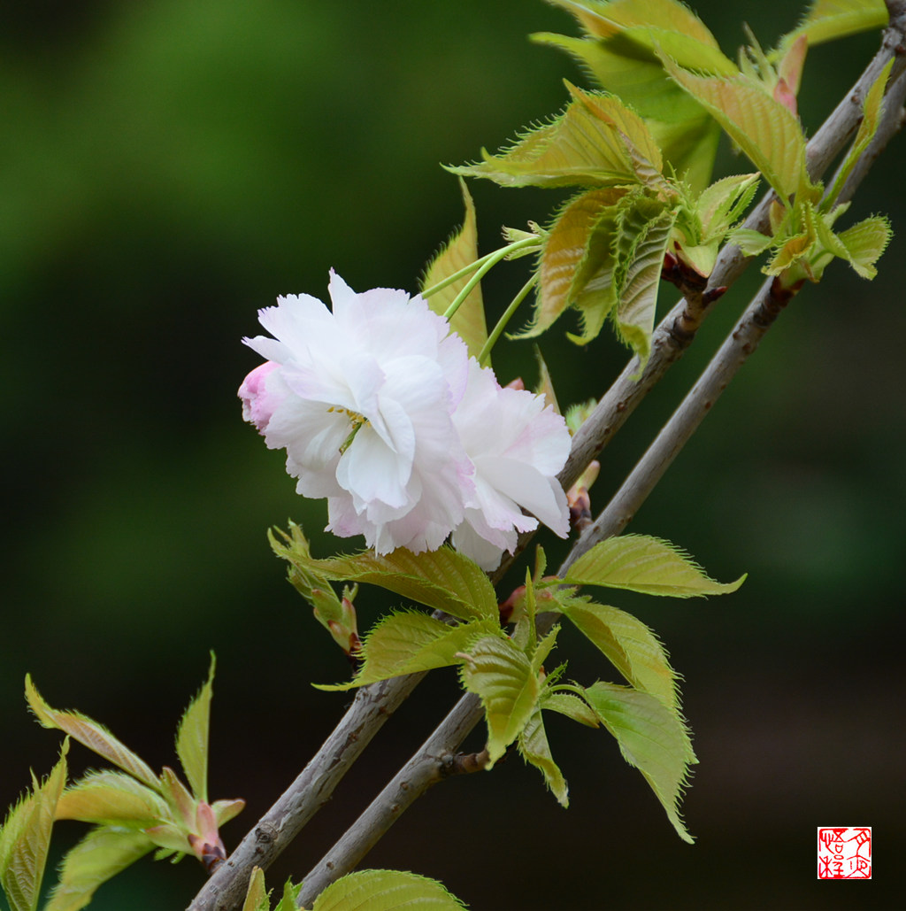 DSC_4669_副本F.jpg