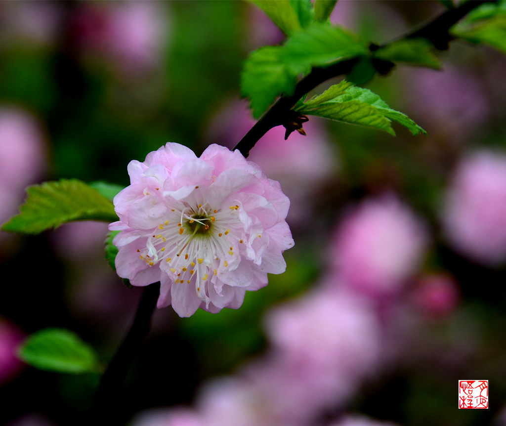 DSC_4715_副本F.jpg