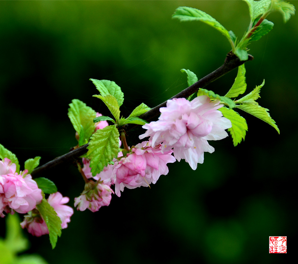 DSC_4718_副本F.jpg