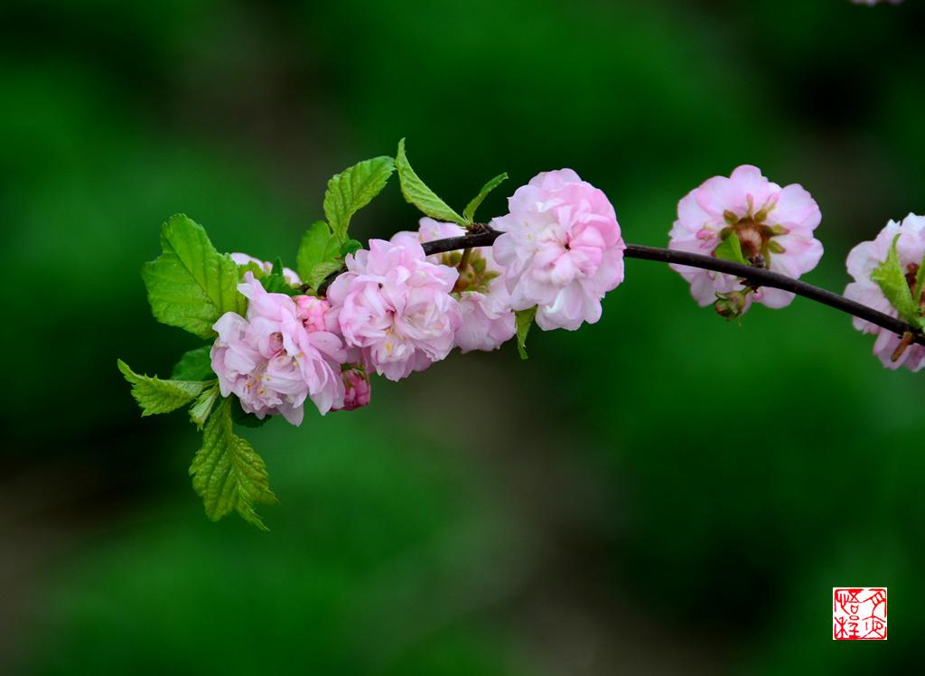 DSC_4719_副本F.jpg